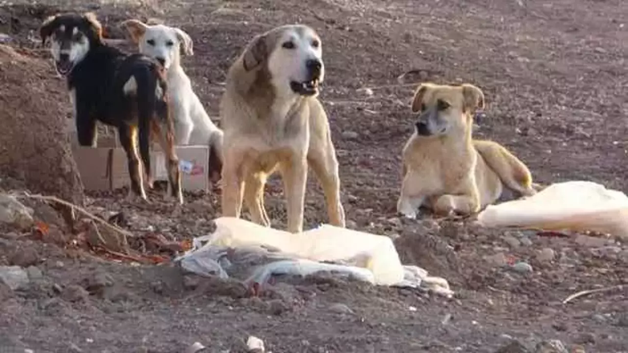 sokak köpeği