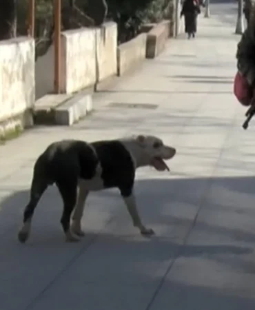 ataşehir pitbull
