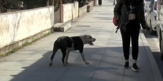 Ataşehir’de Pitbull Dehşeti! Küçük Çocuğa Saldırı Anı Kamerada