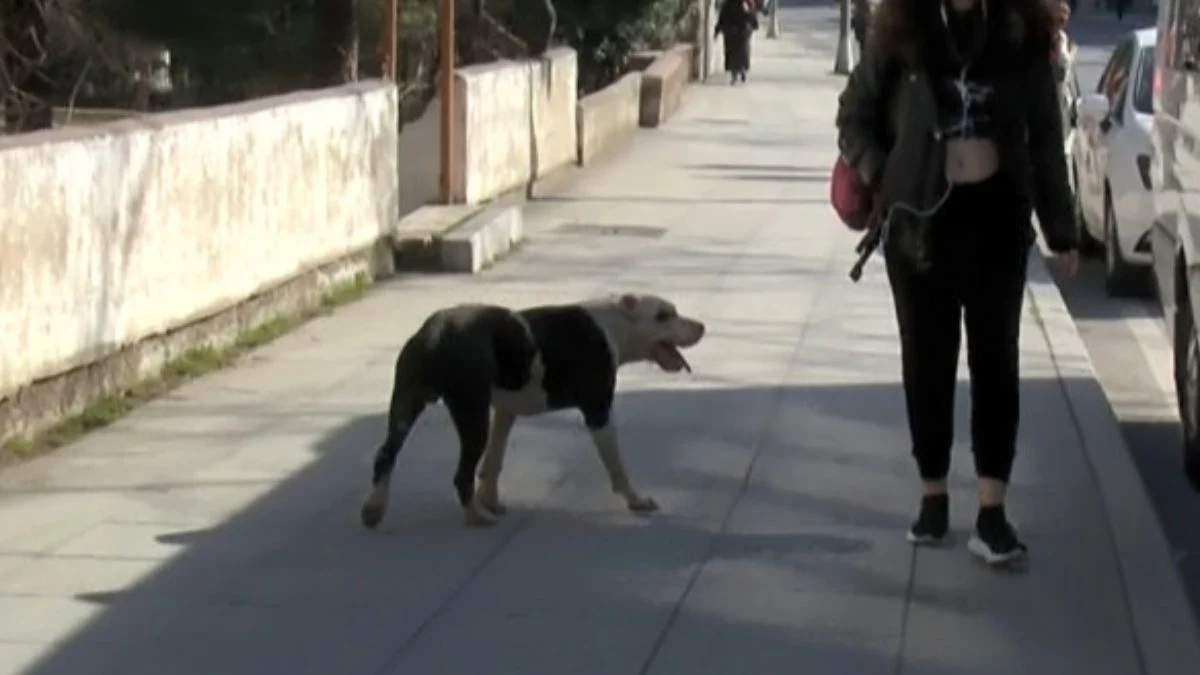 ataşehir pitbull