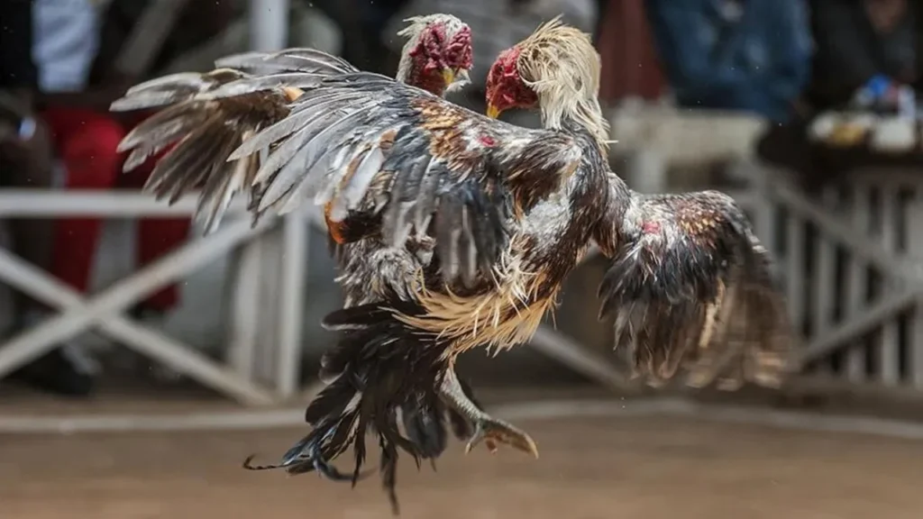horoz dövüşü