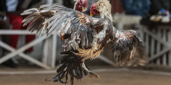 Muğla’da Ormanda Bahisli Horoz Dövüşüne Jandarma Baskını