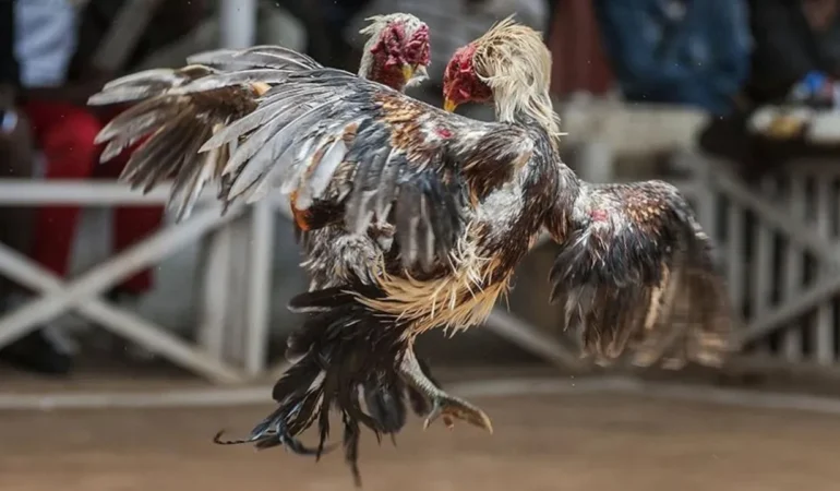 horoz dövüşü