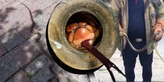 İstanbul’da 7 İlçede Yılan Alarmı