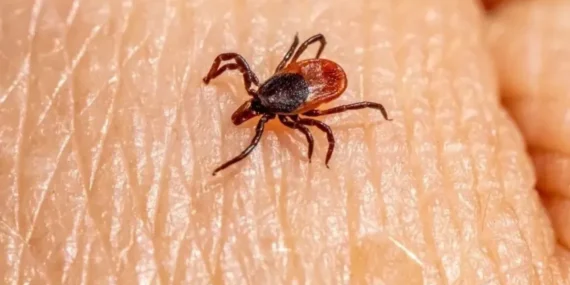 Sivas’ta Kene Alarmı Bir Can Daha Aldı