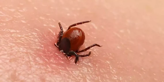 Sivas’ta Kene Can Almaya Devam Ediyor