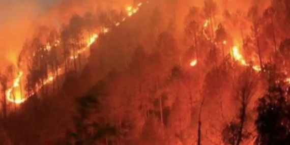 Orman Yangınları Ciğerimizi Yakmaya Devam Ediyor!