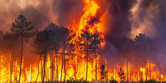 İtalya’nın Güneyinde Orman Yangınları Alarm Veriyor