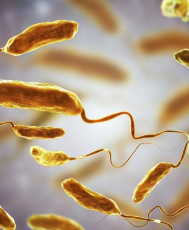 Vibrio