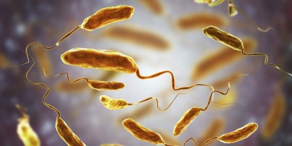 Türkiye’deki Deniz ve Havuzlarda Vibrio Bakterileri Tehlikesi!