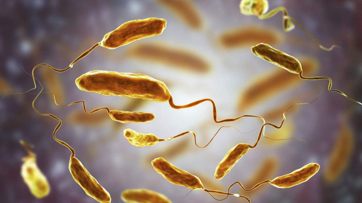 Vibrio