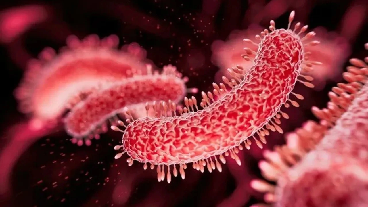 Vibrio 