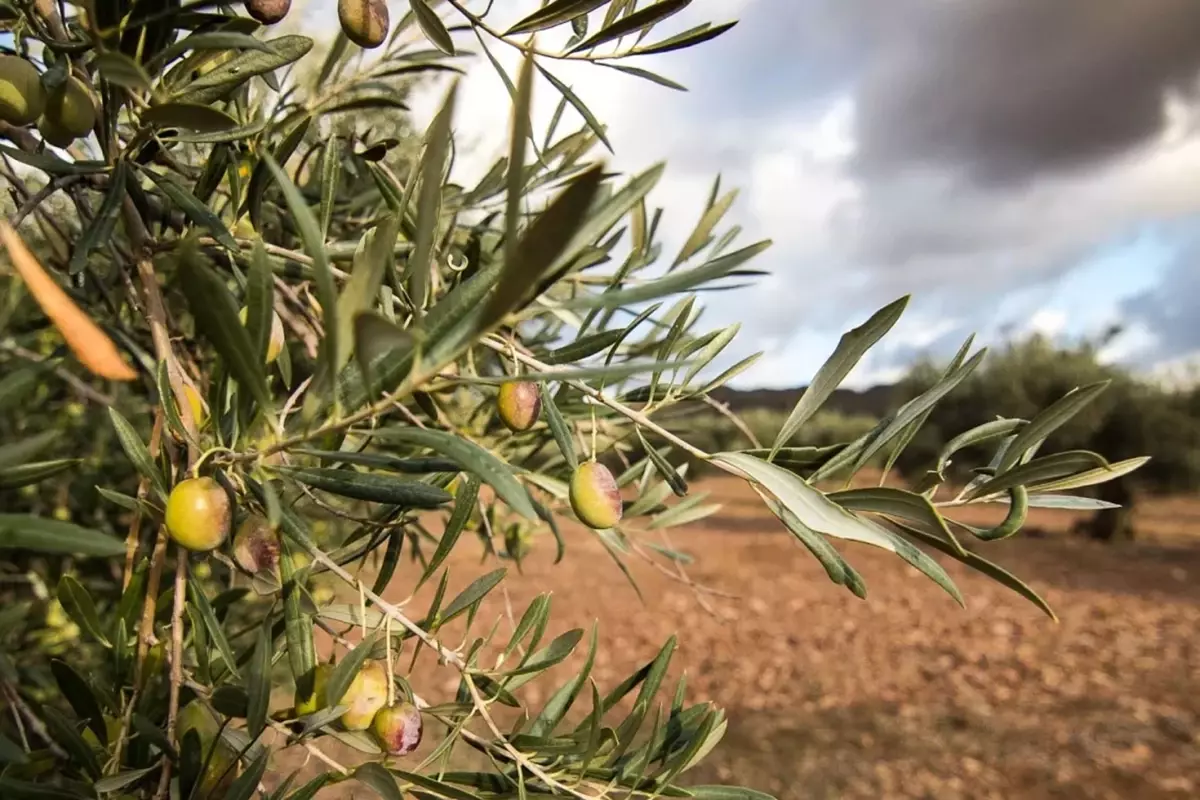 Zeytin