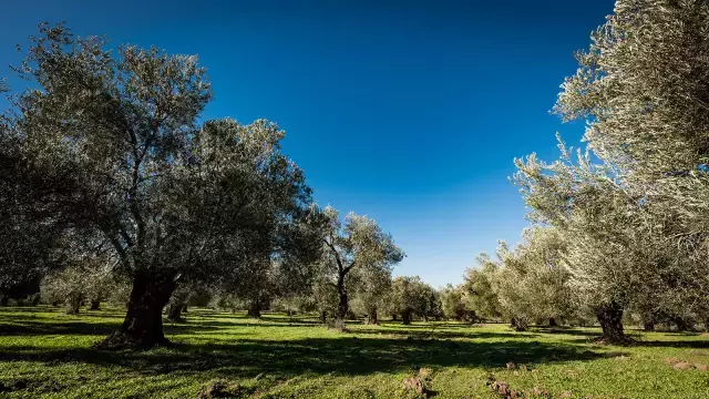 Zeytin
