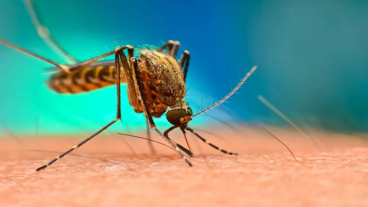 chikungunya 