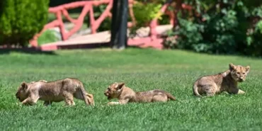 cumhurbaşkanı erdoğan