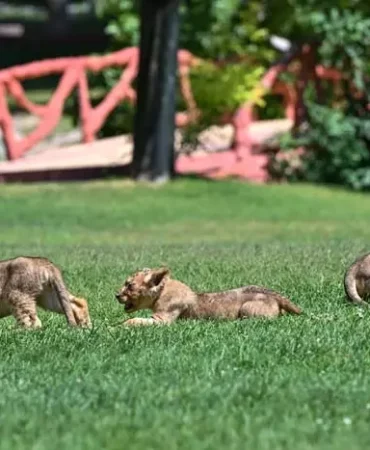 cumhurbaşkanı erdoğan