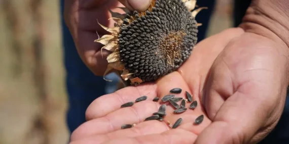 Edirneli Çiftçilerden Ayçiçeği Fiyatına Tepki, “Maliyetlerimizi Karşılamıyor”