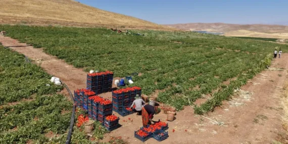 Elazığ’da Domates Hasadı Başladı, Tarladan 8 Liraya Satış