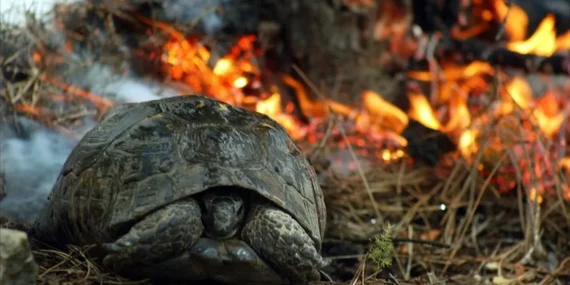 Orman Yangınlarında Yaralanan Hayvanlara Yardım
