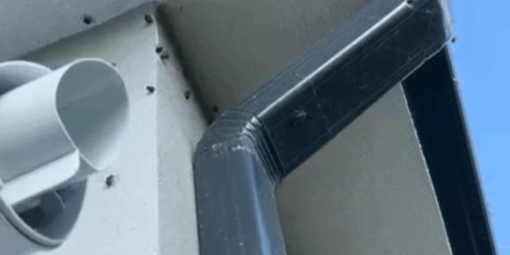 Sakarya’da Kokarca Böceği Alarmı!